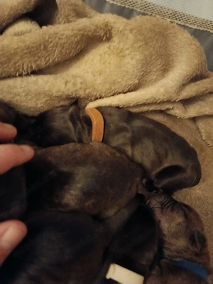 Welpen Cane Corso Italiano Bild 5