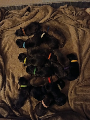 Welpen Cane Corso Italiano Bild 3