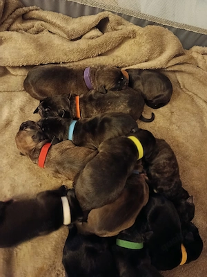 Reinrassige Cane Corso Italiano Welpen 