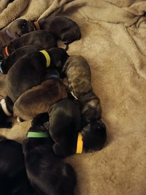 Welpen Cane Corso Italiano Bild 2