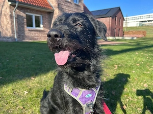 Elly   Energiebündel sucht Zuhause