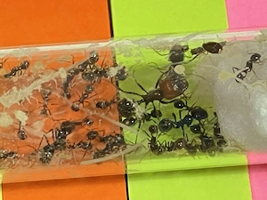 Ameisen Kolonie Messor barbarus