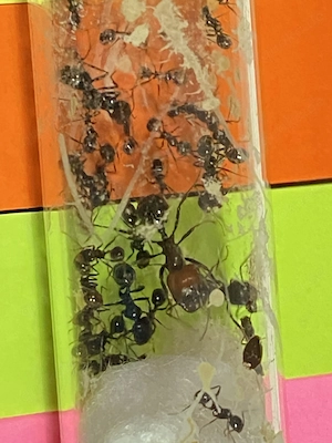 Ameisen Kolonie Messor barbarus 5