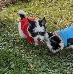 Biewer Terrier - Ein wunderschöner Rüde-  reinrassig 