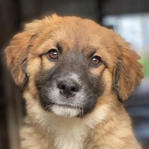 Mats, geb. ca. 12 2025, lebt in GRIECHENLAND, im städt. Tierheim Serres