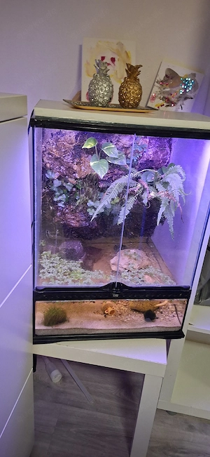 Paludarium