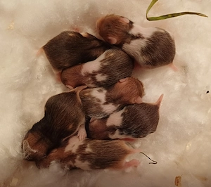 Goldhamster Jungtiere goldfarben braun weiss Schokofarben