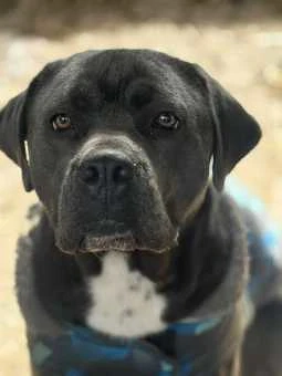 Lennox sucht endlich ein liebevolles Zuhause