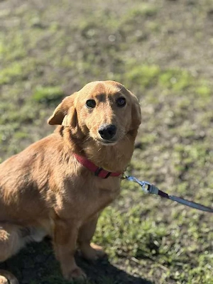 Kleiner Doug möchte das Tierheim verlassen