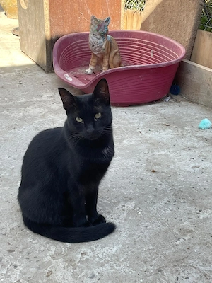 Blacky sucht sein Für-immer-Zuhause