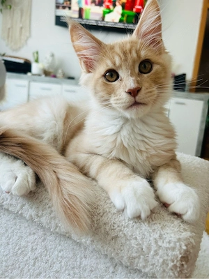 Maine Coon