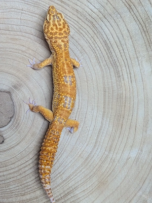 Leopardgecko Männchen XPTO Stonewash het. Eclipse 