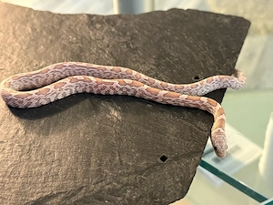 Kornnatter Nachzucht 0.1 Ghost Sunkissed Tessera het.Amel