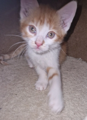 Süße Katzen  Abzugeben