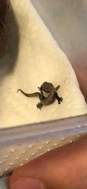 Jungferngeckos   Mourning Gecko (Lepidodactylus lugubris) Nachzuchten abzugeben   