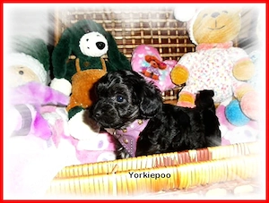 Zuckersüße, kleine Yorkshire Terrier   Toy Pudel F1 Verpaarung mit Ahnenpass ( Papiere )