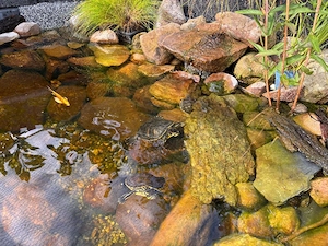 Nehmen Wasserschildkröten auf
