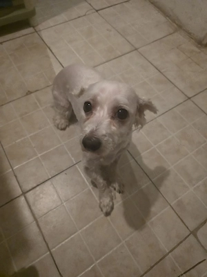 Malteserrüde abzugeben 