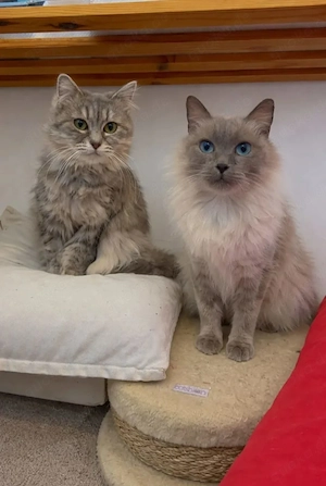 Cleo & Pitufina Kleine Flauschies suchen harmonische Familie