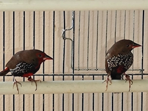 Gemalte Amadienen Paar 