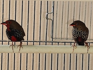 Gemalte Amadinen Paar 