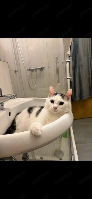 mufasa sucht ein liebevolles Zuhause 