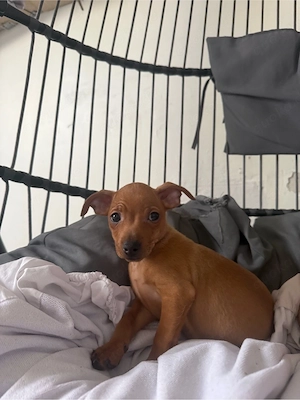 zwergpinscher hündin