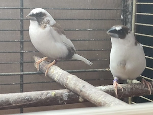 Japanische Mövchen Hähne  Bild 4