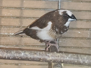 Japanische Mövchen Hähne  Bild 5