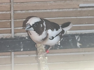 Japanische Mövchen Hähne  Bild 3