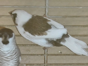 Japanische Mövchen Hähne  Bild 2