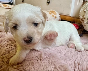 Havaneser Welpen reinrassig mit Ahnentafel