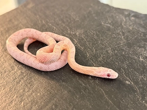 Kornnatter Nachzucht 1.0 Ultra Ultramel Dilute Lava Anery poss.het.Sunkissed Lavender (World First)