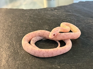 Kornnatter Nachzucht 1.0 Ultra Ultramel Dilute Lava Anery poss.het.Sunkissed Lavender (World First)