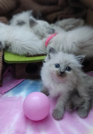 Heilige Birma-Ragdoll, 6 Wochen alt