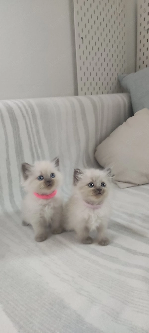 Heilige Birma-Ragdoll, 6 Wochen alt