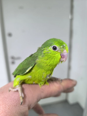 Blaugenick Sperlingspapageien 