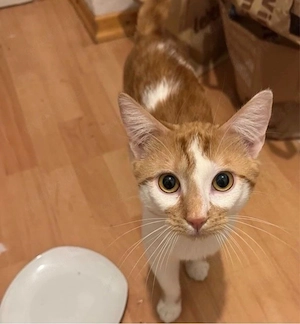 Kater Olli abzugeben