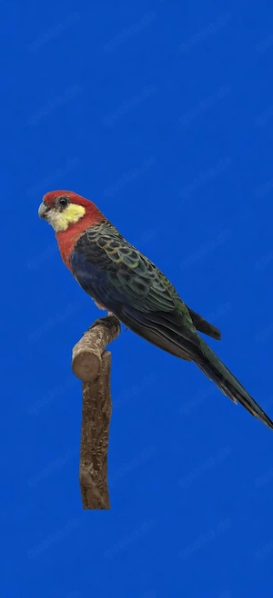 Stanleysittich Hahn abzugeben 