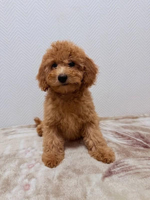 Zwergpudel Welpen (Mädchen, 3 Monate)   verspielt & liebevoll