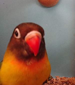 Verkaufe 2 handzahme Schwarzköpfchen Hennen mit DNA Zertifikat 