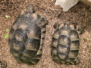 2 Breitrandschildkröte Breitrandschildkröten Landschildkröte 