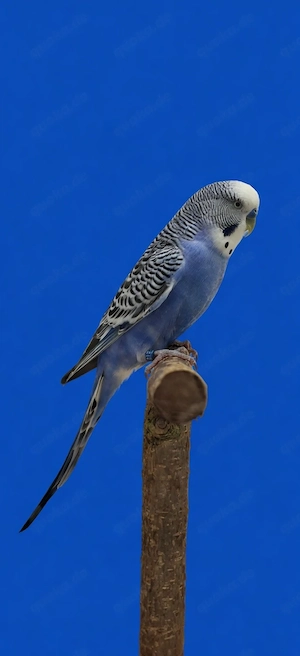 Blaue Wellensittiche abzugeben 