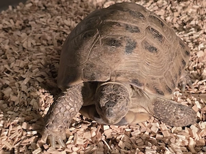 Russische Vierzehen Landschildkröte Steppenschildkröte männlich