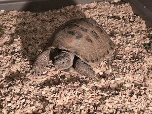 Russische Landschildkröte Vierzehen Landschildkröte Steppenschildkröte 