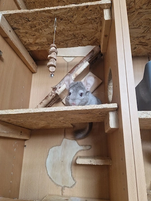 Chinchilla Paar