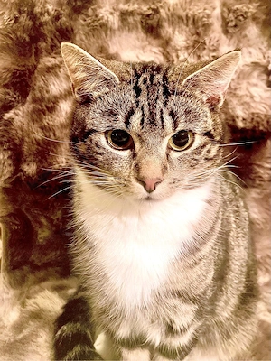 Kasimir - wunderschöner Orientalisch Kurzhaarrasse mix 