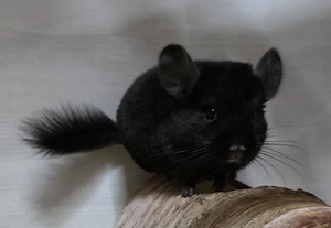 2 Chinchilla Weibchen suchen ein neues zu Hause