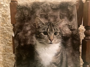 Kasimir - wunderschöner Orientalisch Kurzhaarrasse mix  Bild 3