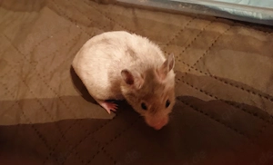 Junge Goldhamster 9 Wochen abzugeben 